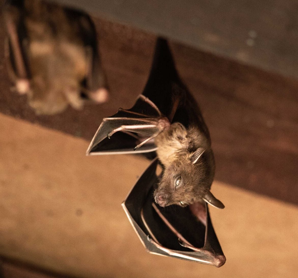 bat removal services from wildlife removal experts in Sun City West